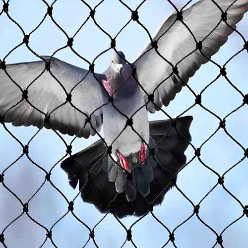 Netting Gurus Pigeon Safety Nets in Vizag, Kakinada, Rajahmundry, Eluru, Vijayawada, Tirupati, Kurnool, Warangal, Khammam, Ongole, Nellore, Kadapa, Anantapur